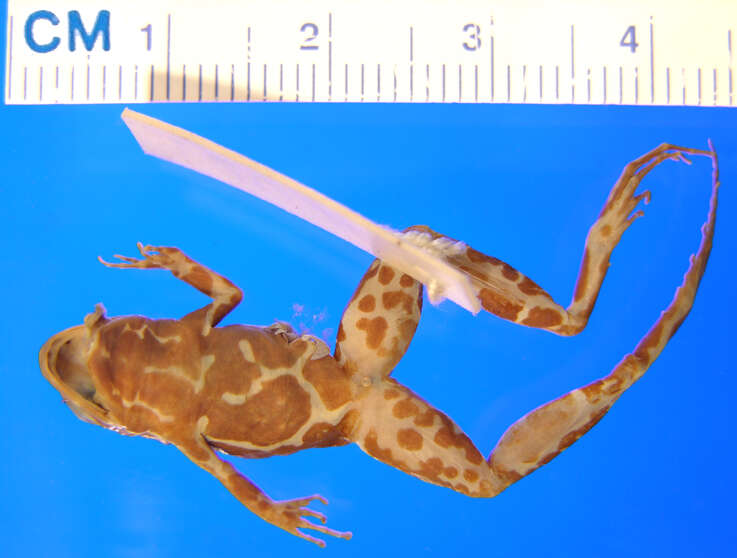 Image of Phrynobatrachus maculiventris Guibé & Lamotte 1958