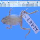 Image of Minute Tree Toad