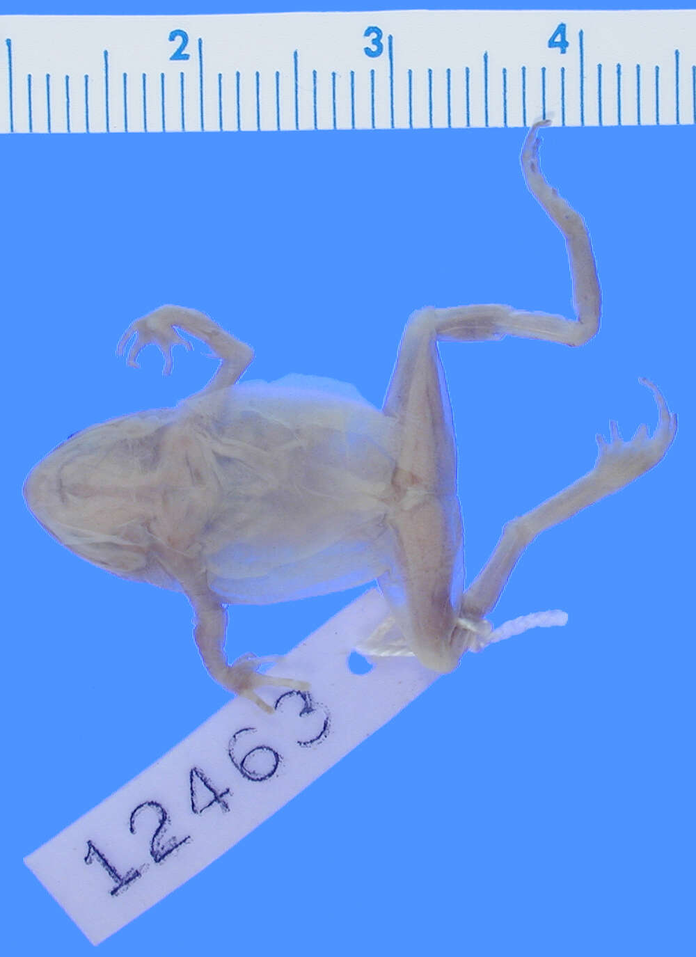 Image of Minute Tree Toad