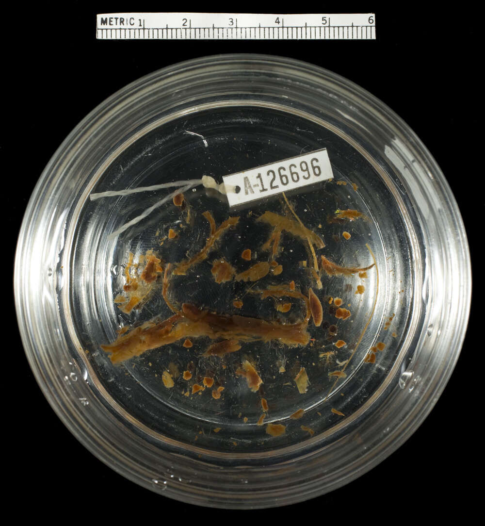 Image of Ainsworth's Salamander