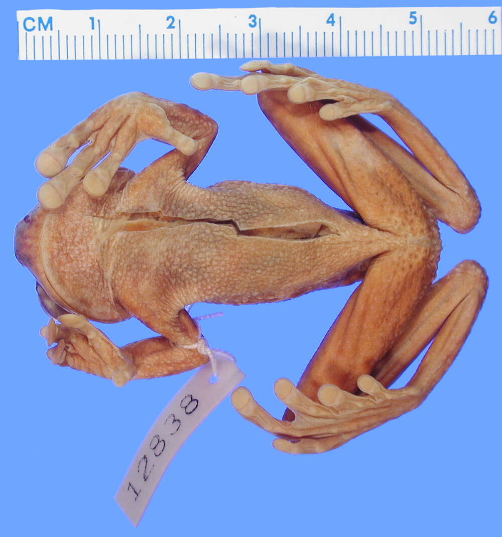 Image of Nyctimystes papua (Boulenger 1897)