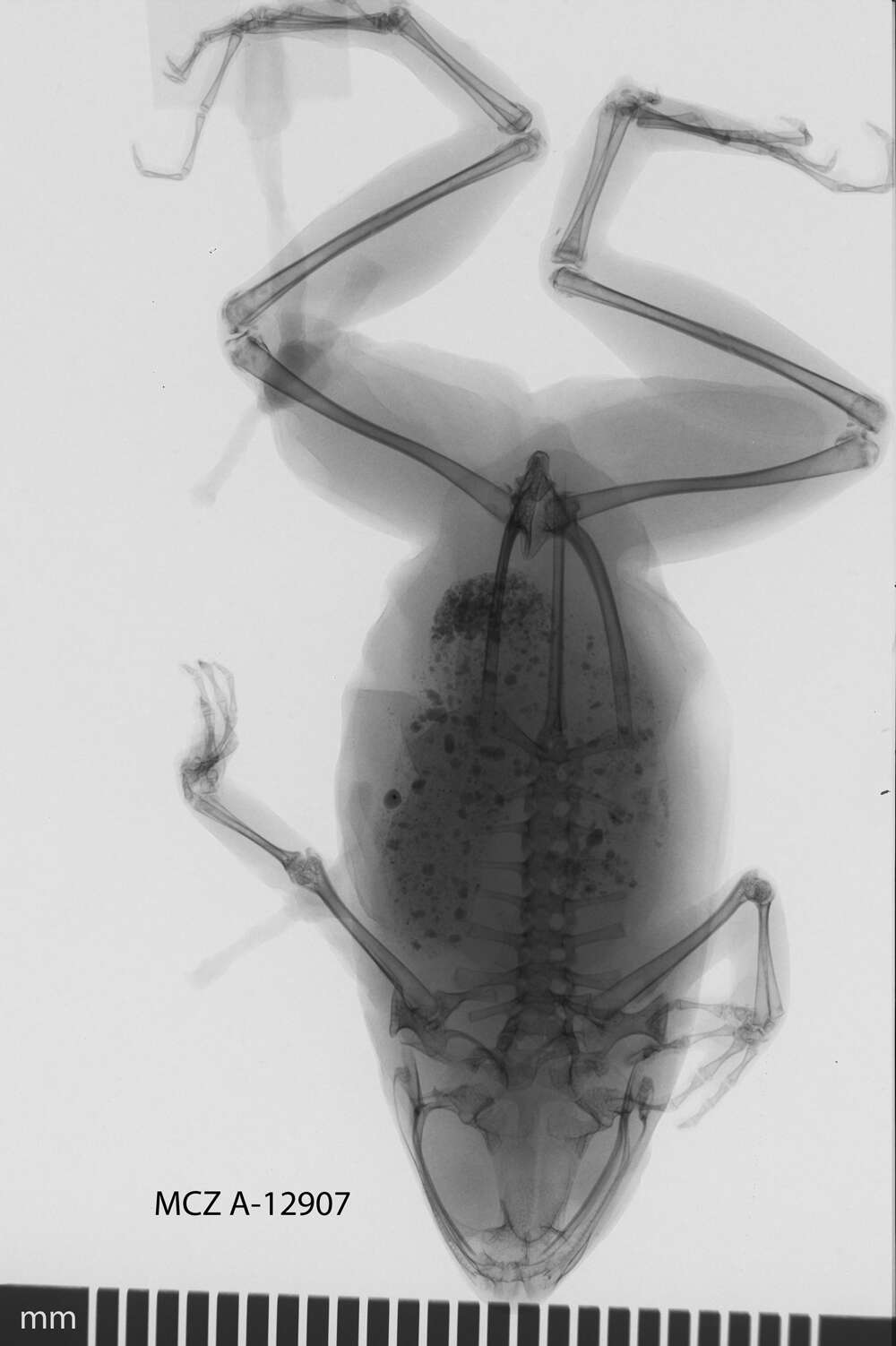 Image of Physalaemus cuvieri Fitzinger 1826