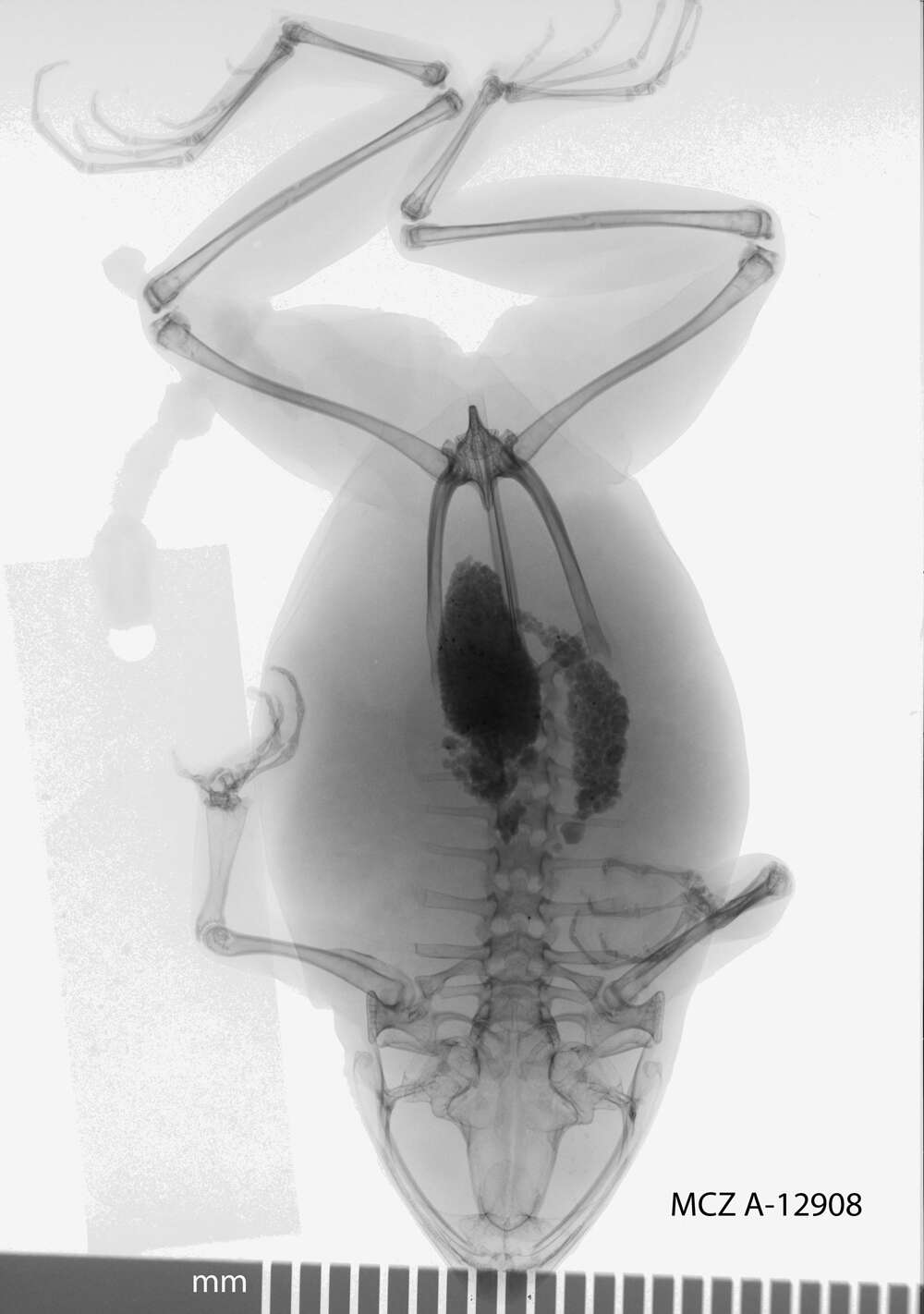 Image of Physalaemus cuvieri Fitzinger 1826