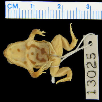 Image of Günther’s Toadlet