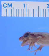 Image of Rio San Juan Robber Frog