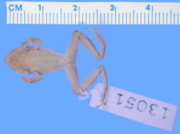 Image of Rio San Juan Robber Frog