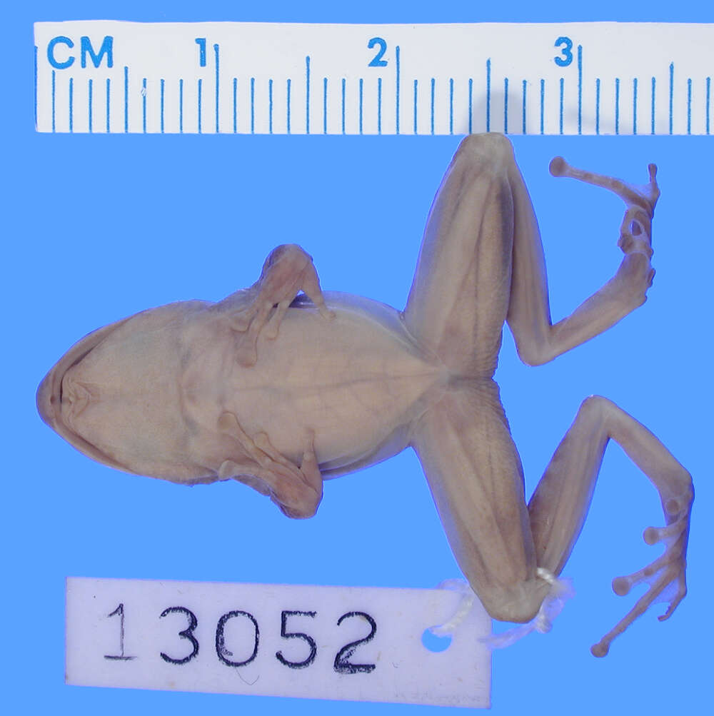 Image of Bob’s robber frog