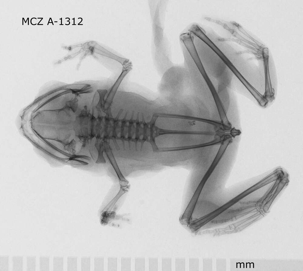 Image of Raorchestes signatus (Boulenger 1882)