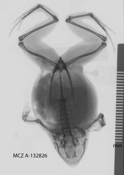 Image de Copiula derongo (Zweifel 2000)