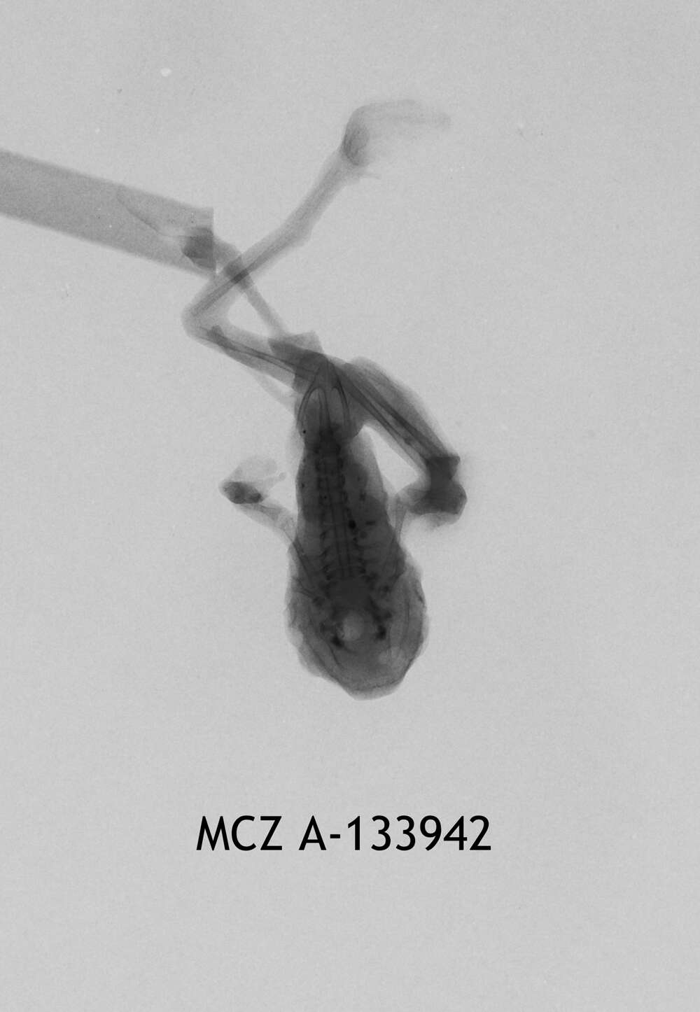 Image of Leptopelis christyi (Boulenger 1912)