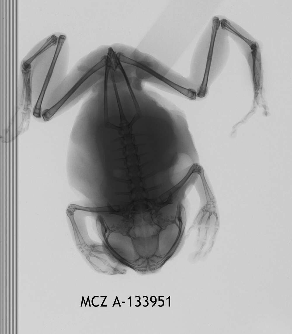 Image de Leptopelis concolor Ahl 1929