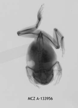 Image of Leptopelis concolor Ahl 1929