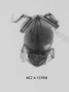 Image de Leptopelis concolor Ahl 1929
