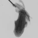 Image of Leptopelis modestus (Werner 1898)