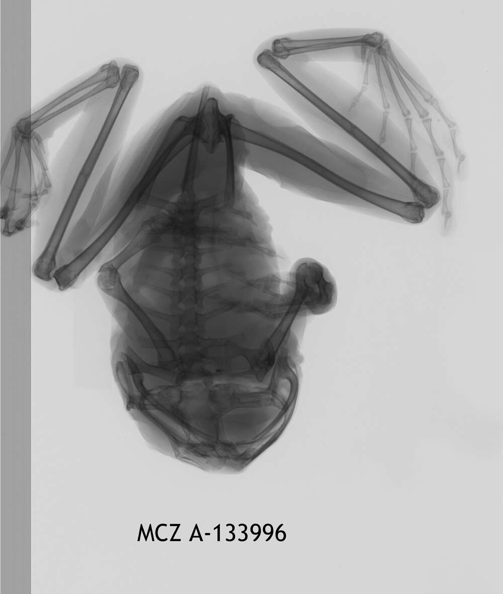 Image de Leptopelis palmatus (Peters 1868)