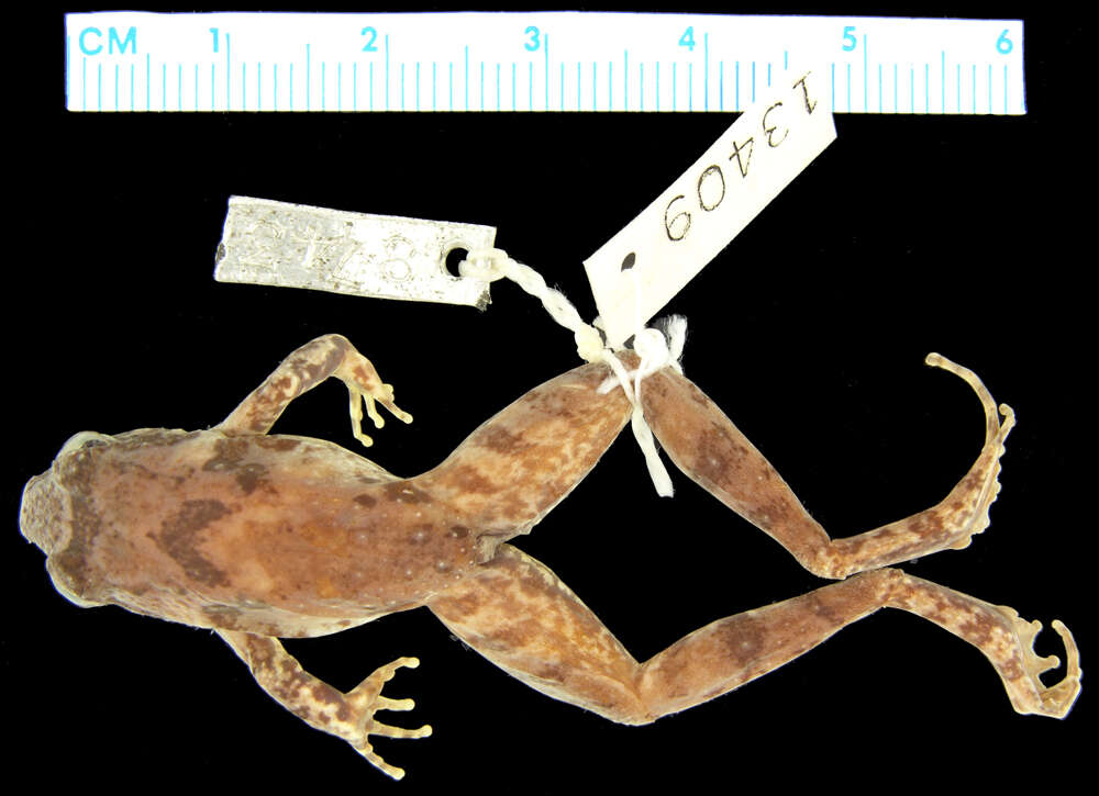 Image of Small Disked Frog
