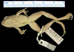 Image of Small Disked Frog