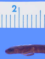 Image of Pápalo Minute Salamander