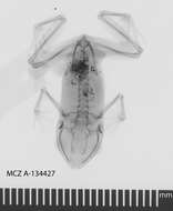 Image of Eleutherodactylidae Lutz 1954