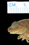 Image of Sulawesian Puddle Frog