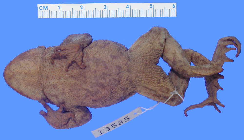 Image of Asiatic Toad