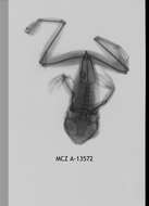 Image de Leptopelis parkeri Barbour & Loveridge 1928