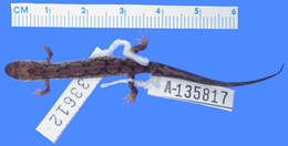 Image of Desmognathus abditus Anderson & Tilley 2003