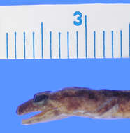 Image of Desmognathus abditus Anderson & Tilley 2003