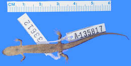 Image of Desmognathus abditus Anderson & Tilley 2003