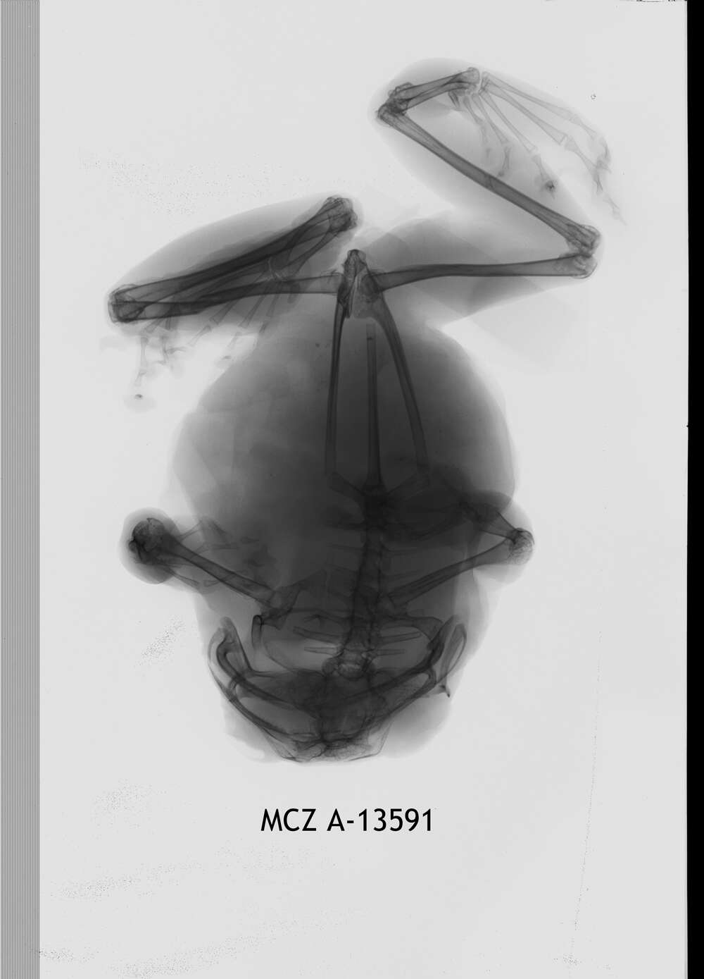 Image de Leptopelis uluguruensis Barbour & Loveridge 1928