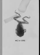 Image de Leptopelis uluguruensis Barbour & Loveridge 1928