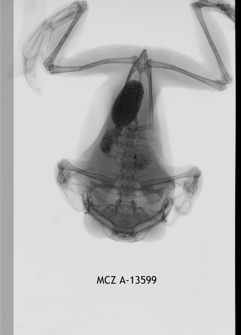 Leptopelis flavomaculatus (Günther 1864) resmi