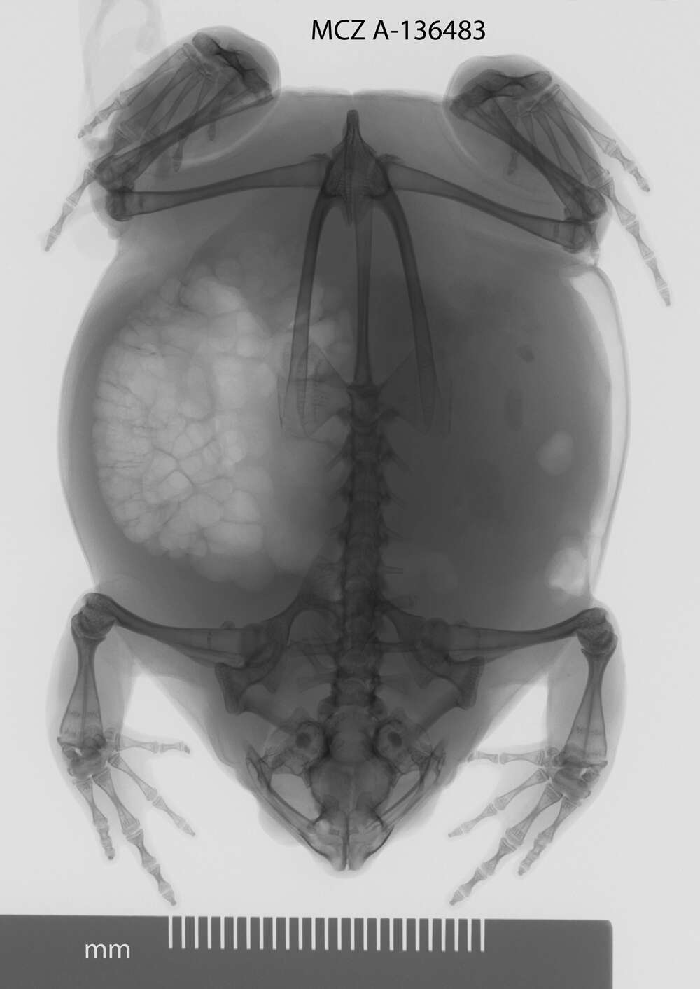 Image of Dermatonotus Méhely 1904