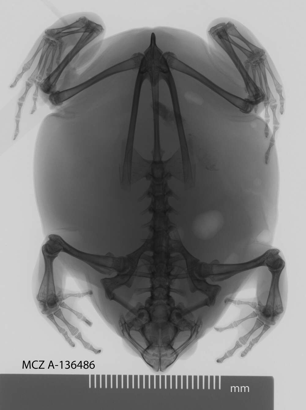 Image of Dermatonotus Méhely 1904