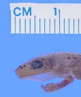 Image of Probreviceps uluguruensis (Loveridge 1925)