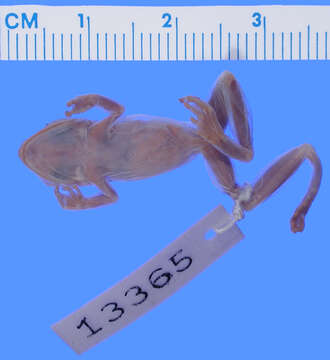 Image of Probreviceps uluguruensis (Loveridge 1925)