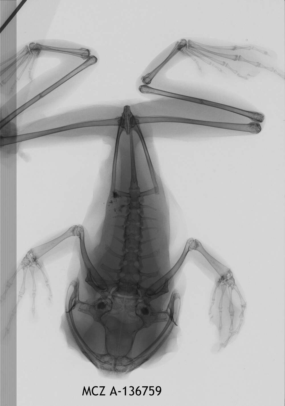 Image of Leptopelis millsoni (Boulenger 1895)