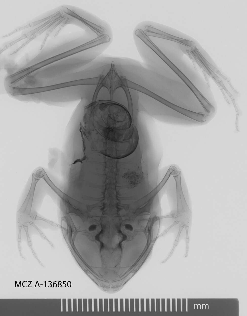 Image de Astylosternus diadematus Werner 1898