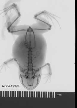 Leptodactylodon Andersson 1903 resmi