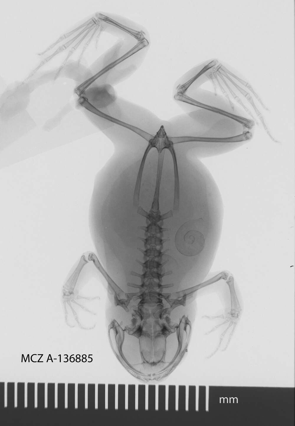 Image de Leptodactylodon axillaris Amiet 1971