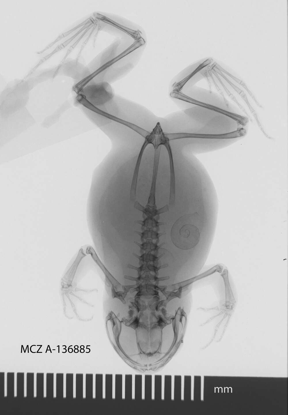 Imagem de Leptodactylodon axillaris Amiet 1971