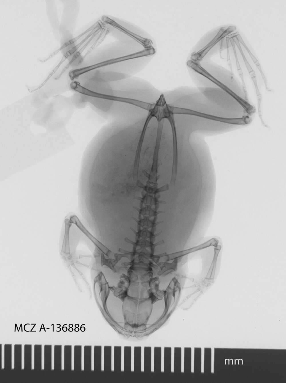 Image de Leptodactylodon Andersson 1903