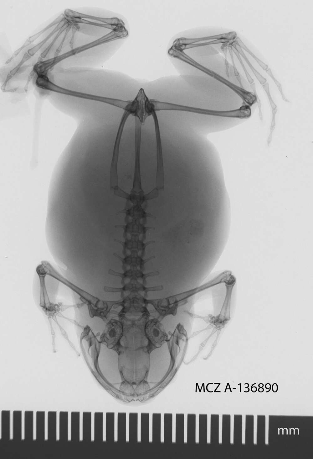 Leptodactylodon Andersson 1903 resmi