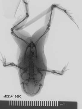 Image of Probreviceps loveridgei Parker 1931