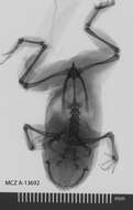 Image of Probreviceps loveridgei Parker 1931