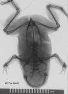 Image of Probreviceps loveridgei Parker 1931