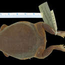 Sivun Probreviceps macrodactylus (Nieden 1926) kuva