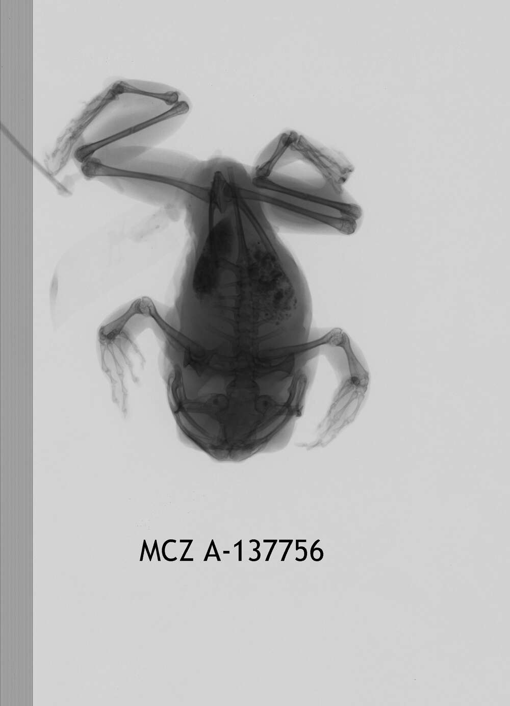 Leptopelis bocagii (Günther 1865) resmi