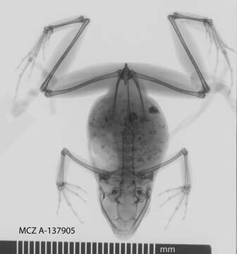 Image de Cardioglossa melanogaster Amiet 1972