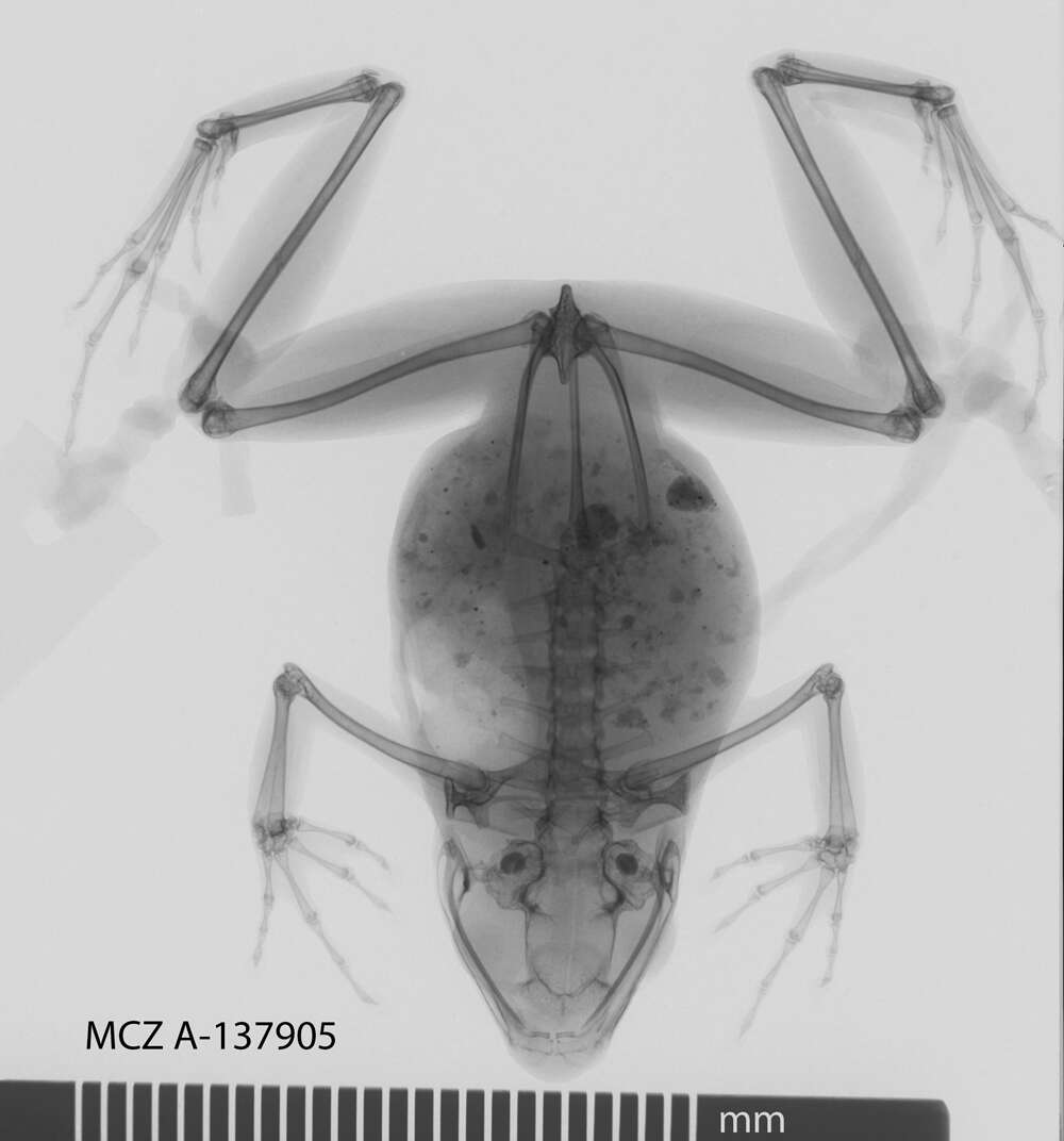 Image of Arthroleptinae Mivart 1869